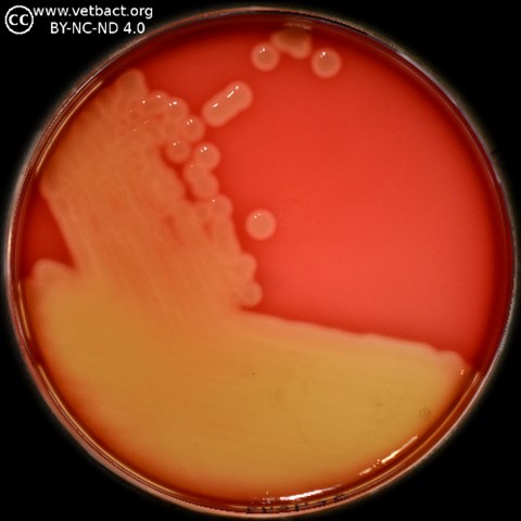 Streptococcus equi.