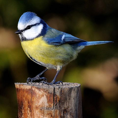 Liten fågel i gult och blått på trästolpe. Foto.