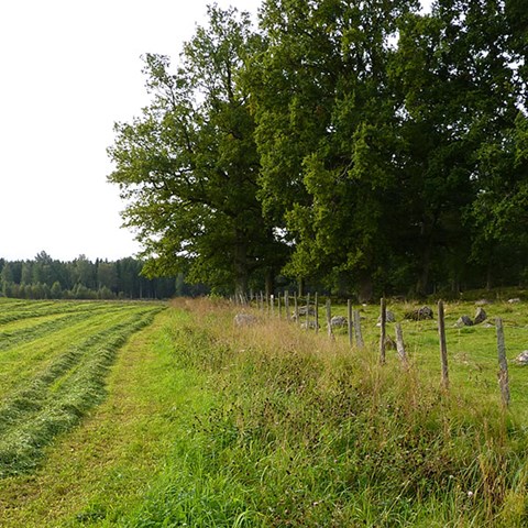 Gräsmark med nyslagen vall, ett staket och på andra sidan lövskog. Foto.