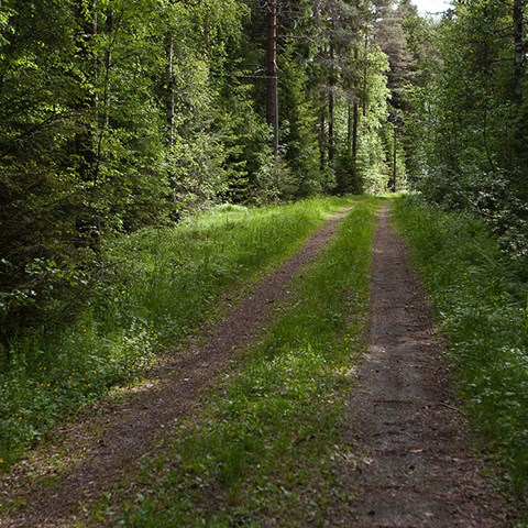 Grusväg slingrar sig genom lövskog. Foto.