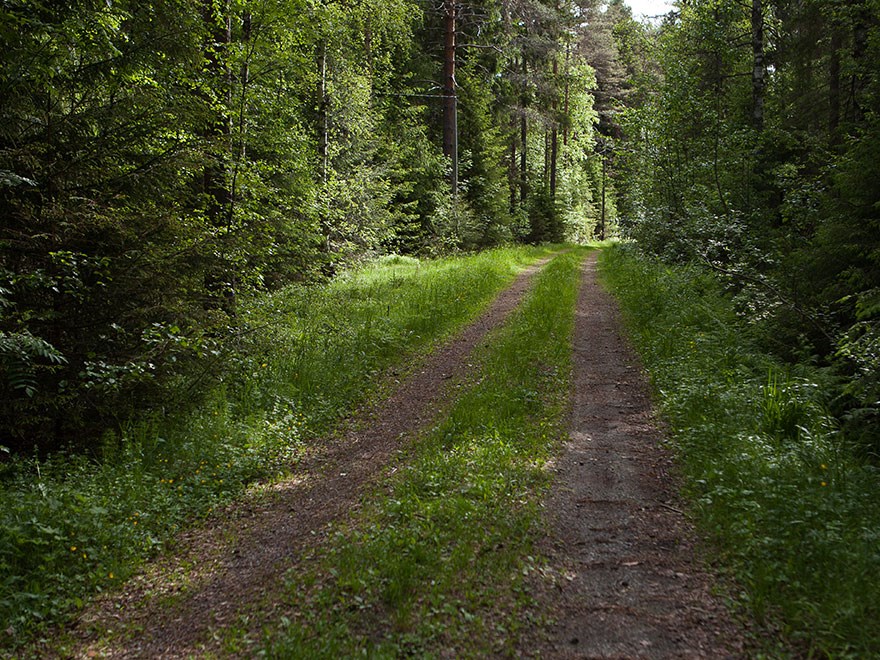 Grusväg slingrar sig genom lövskog. Foto.