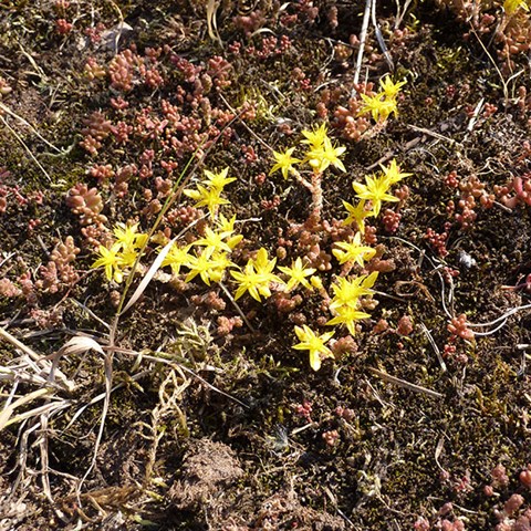 Gula blommor på torra mark. Foto.
