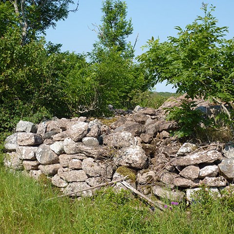 Stenmur och buskar i öppet landskap. Foto.