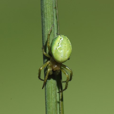 Agricultural entomology | Externwebben