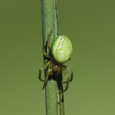 Grön spindel på grässtrå. Foto.