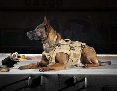 Dog