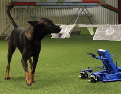 Dog