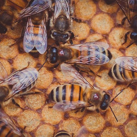 Bees with mites in their back.