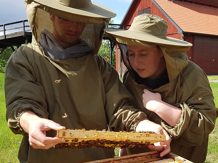 Students and a bee hive.