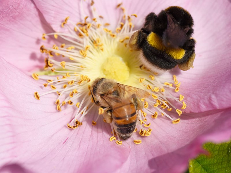 Bee and bumblebee sharing a flower.