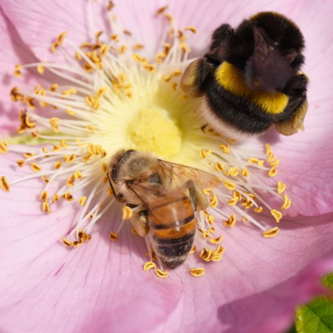 Bi och humla i samma blomma.