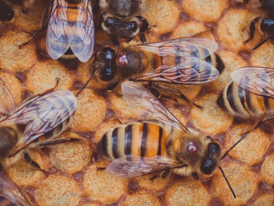 Four bees