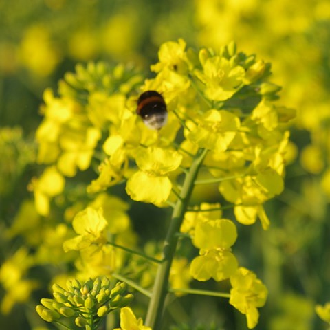 Bumble bee in a rape seed field.