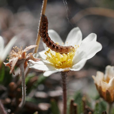 Larva in flower.