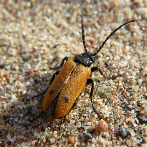 Beetle