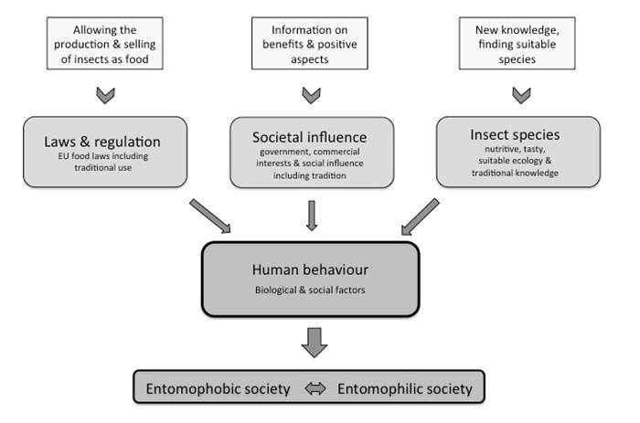 Figure showing what is important for the attitude towards insects as food. Important factors are laws, good examples and research..