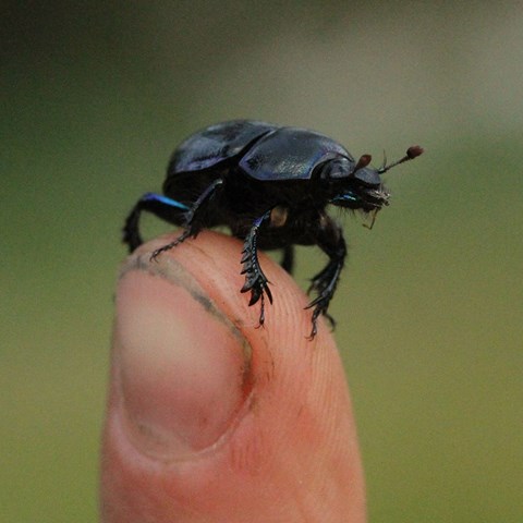 Beetle on a finger.