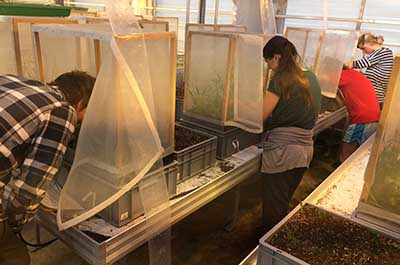 People working in a trial in a green-house.