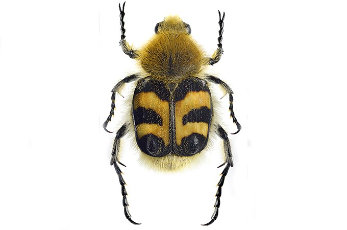 Beetle.