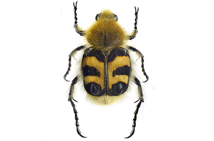 Beetle.
