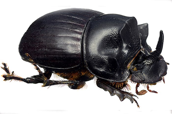 Beetle