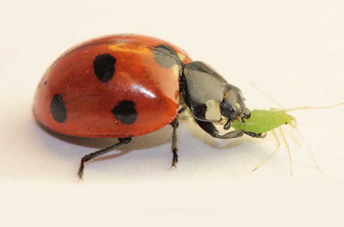 Ladybug eats aphid.