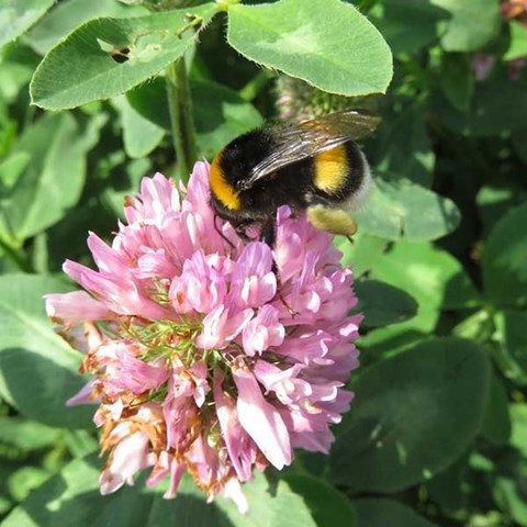 Bumblebee in flower