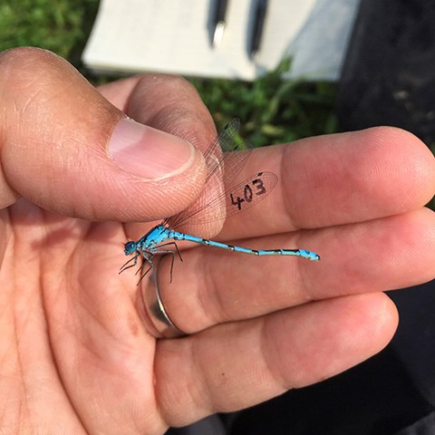 Marked damselfly in hand.