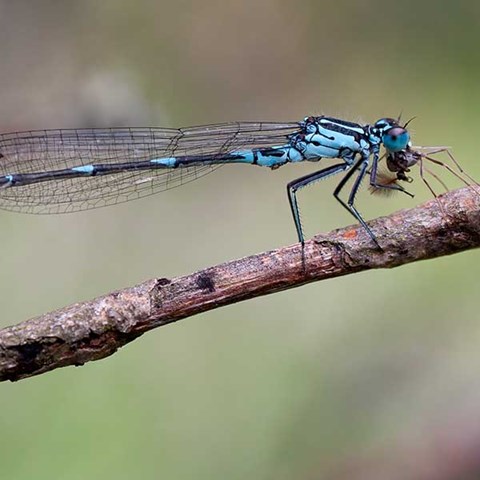 Dragonflie eats fly.