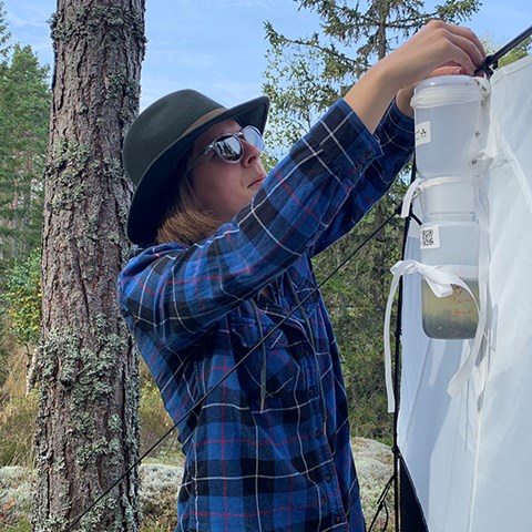 Woman with hat and sunglasses are working with an insect trap.