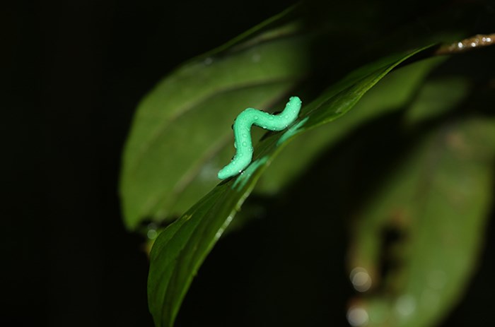 Ljusgrön konstgjord larv.