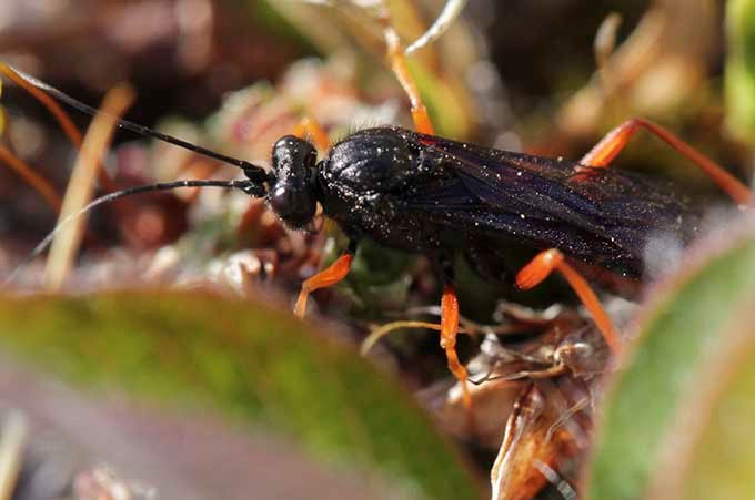 Insect.