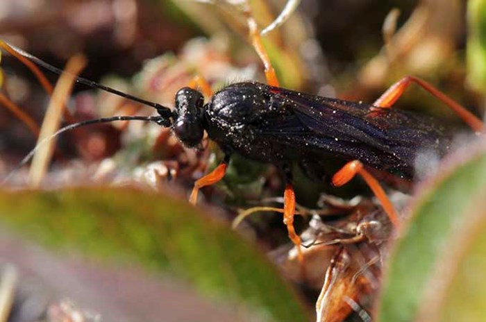 Insect.