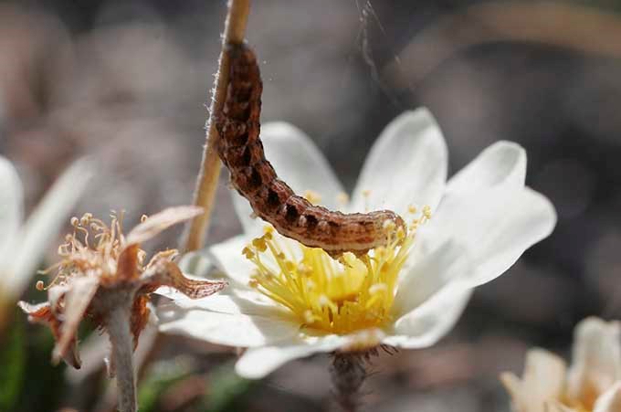 Larva in flower.