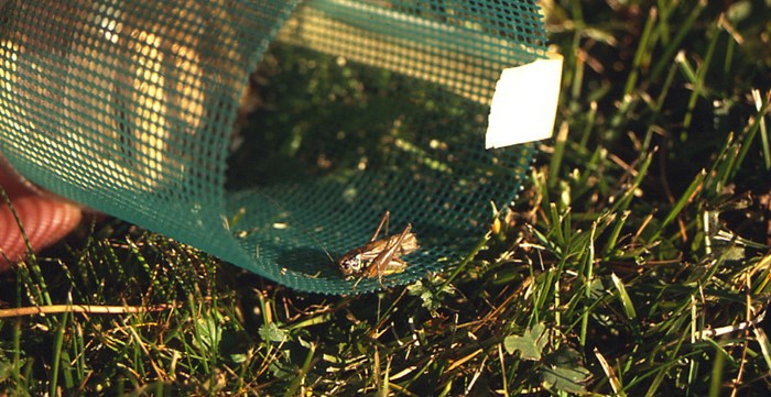 Cricket