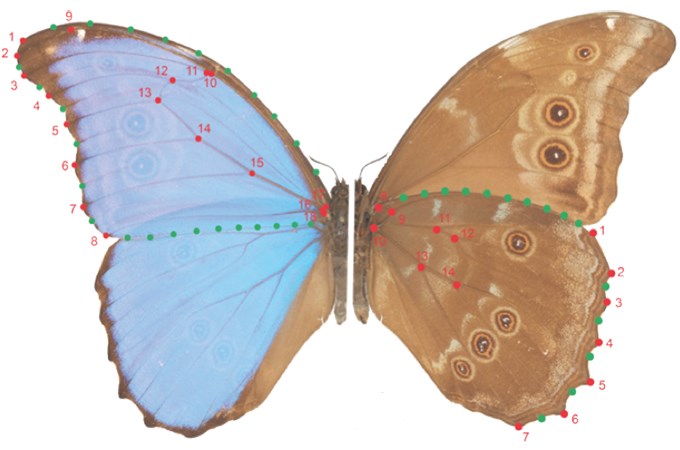 Half the butterfly is blue and half is brown.