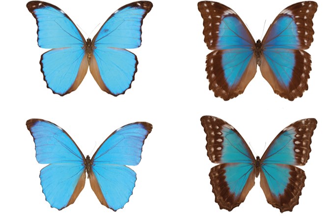 Four blue butterflies.