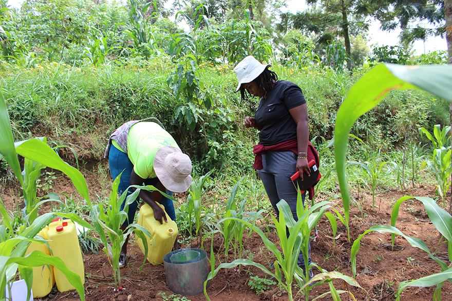 Two people working in field.