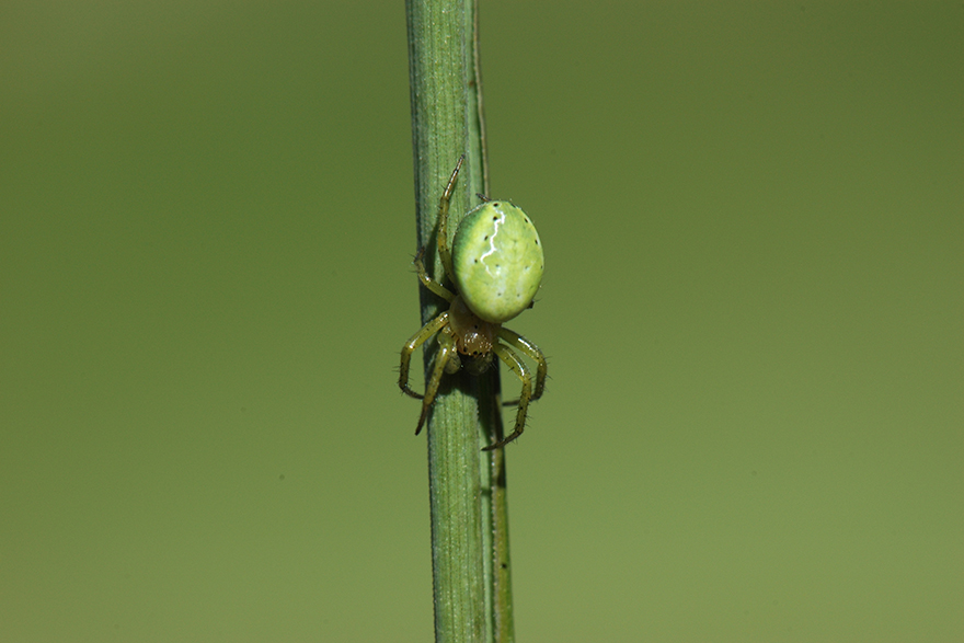 Green spider