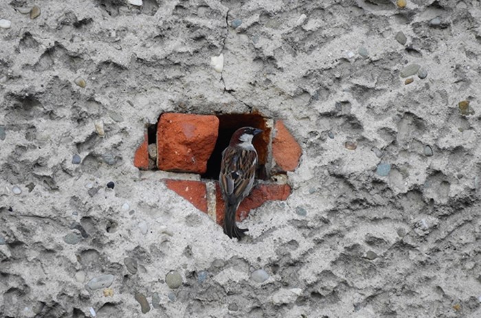 Bird looking out from a whole in a wall.