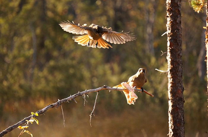 Bird in the forest.