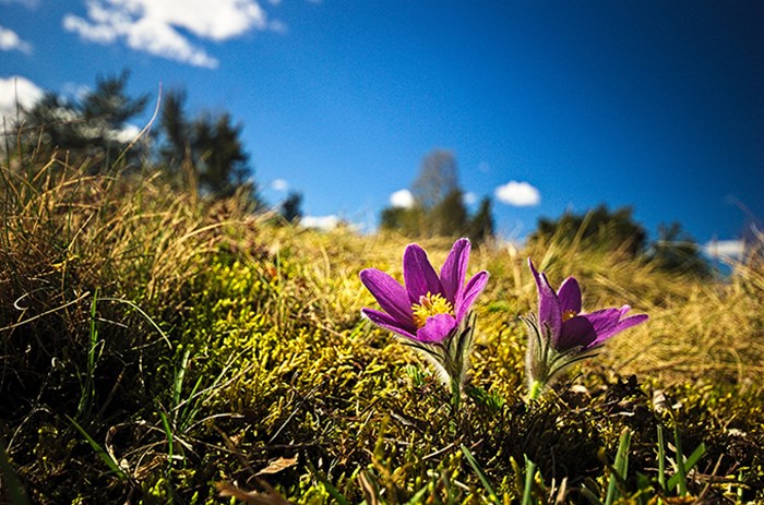 Flower.