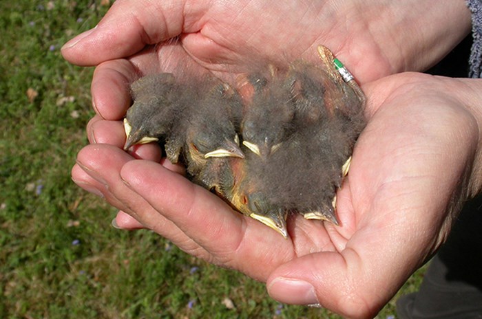 Small chicks in hands.