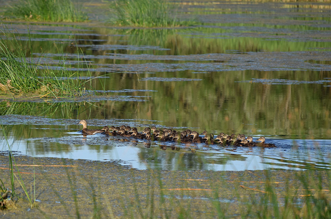 Fågelmamma med många ungar.