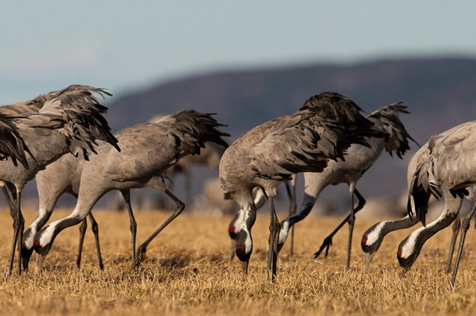 Big grazing birds