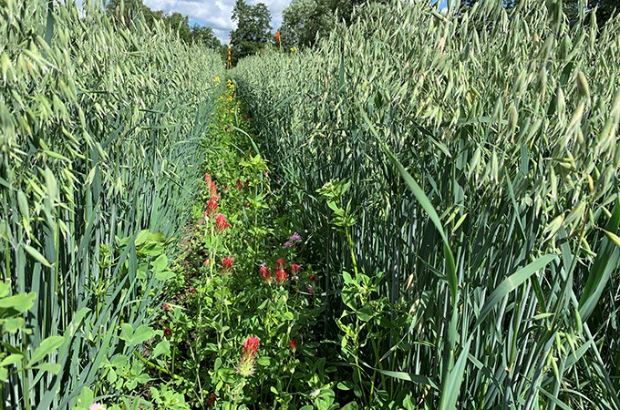 Flowering plants together with oats.