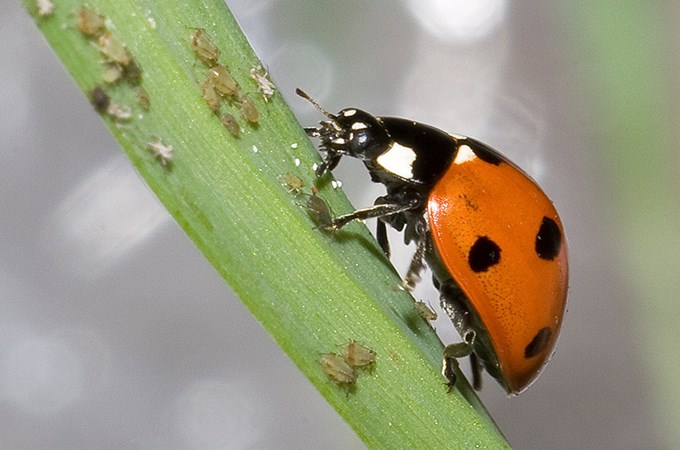 Ladybug eating aphids.