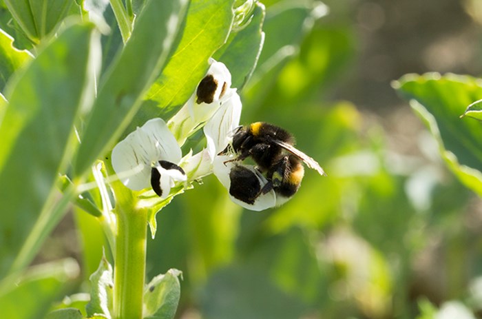 Bumblebee pollinating faba bean flower.