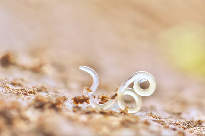 Small worms