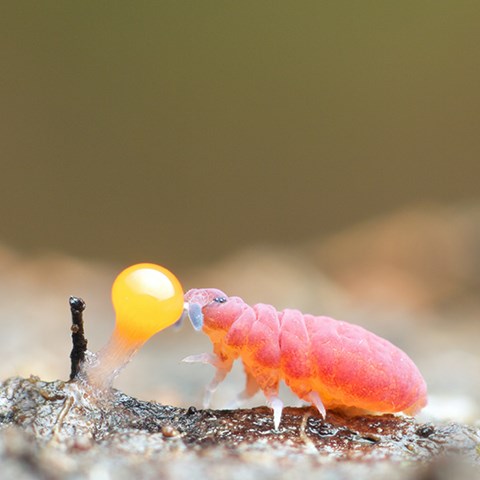 Small red animal eating fungi